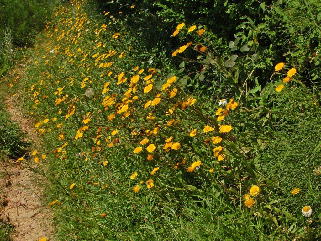 Pulicaria odora / Incensaria odorosa